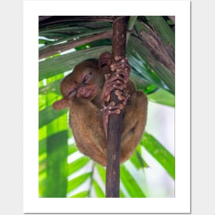 Tarsier, Bohol, Philippines Posters and Art